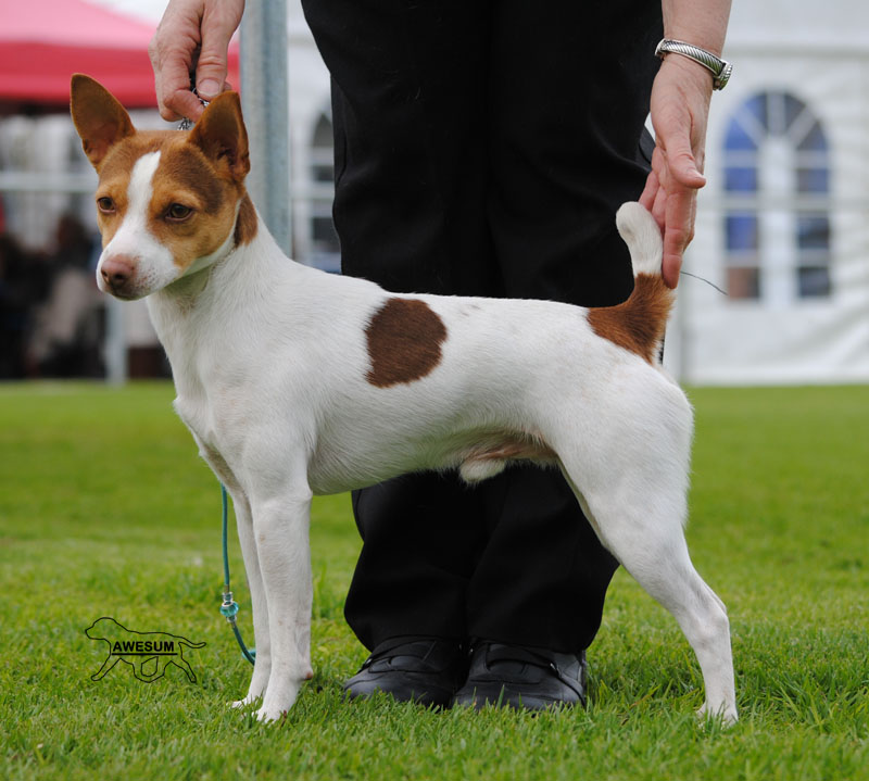 GUMHAVEN KENNELS TENTERFIELD TERRIERS